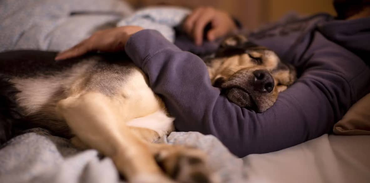 Científicamente, los perros son mejores compañeros de cama que las personas