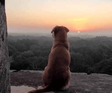 Se vuelve viral imagen de “Osita”, perrita guardiana de Chichén Itzá