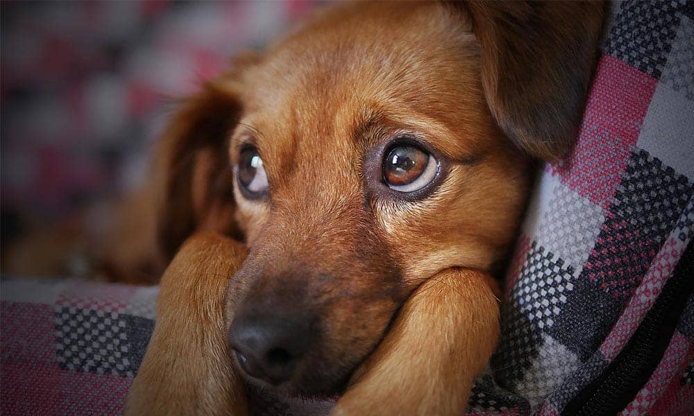 Qué hacer si mi perro hace heces con sangre o mucosidad, según experta