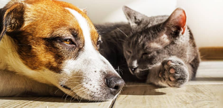 Proteja a sus perros y gatos del sol y el calor