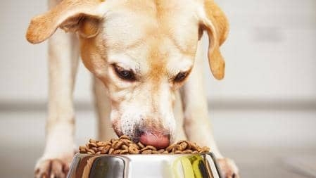 La salud de tu mascota importa: qué considerar al comprarle alimento