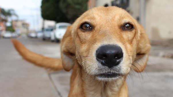 Esta es la manera en la que los perros piden perdón, según especialista en conducta