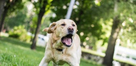 Qué hacer si mi perro ladra mucho, según especialista