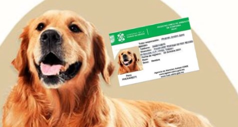 CURP para mascotas: ¿cómo descargarlo gratis desde tu celular?