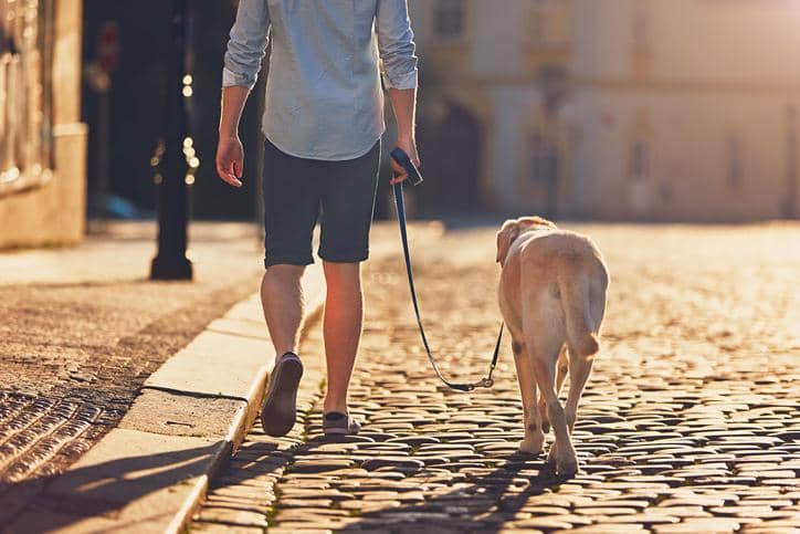 Con este calor, este es el mejor horario para sacar a pasear a tus perritos