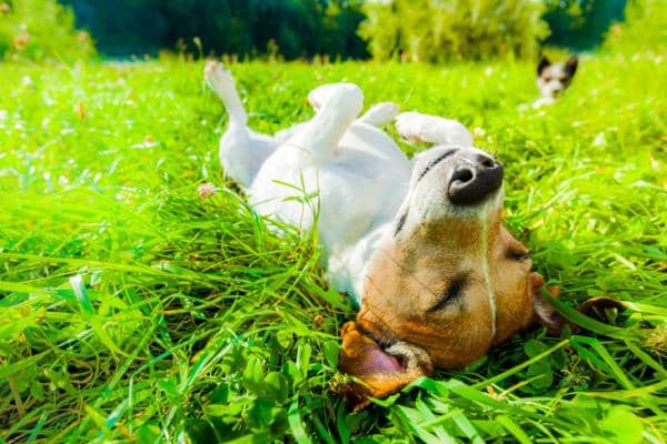 Cuál es la temperatura normal de un perro, según veterinaria