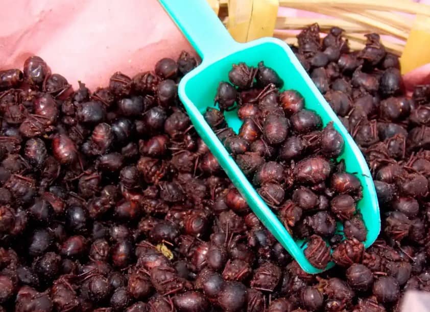 Hormigas chicatanas: de dónde son y por qué se consideran un plato gourmet