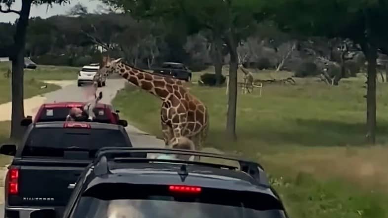 Una familia en Texas se llevó una enorme sorpresa cuando visitaron un conocido safari, y no precisamente por los animales salvajes que pudieron conocer en todo su esplendor, sino porque, sin quererlo, interactuaron muy de cerca con uno de ellos. Y es que una jirafa prácticamente “secuestro” a la pequeña hija de la familia de tan solo dos años, aprovechando el momento en el que la familia se acercaba en auto a estos animalitos. Este inesperado encuentro salvaje quedó capturado en cámara, mostrando el momento en que una jirafa hambrienta levantó y luego dejó caer suavemente a la pequeña Paisley mientras la familia exploraba el Fossil Rim Wildlife Center en Glen Rose. La niña disfrutaba de un safari en la camioneta con su mamá cuando su papá decidió detenerse para alimentar a una jirafa. Todo iba bien hasta que el enorme animal se inclinó para tomar una bolsa de comida que la pequeña sostenía y tomo de la camiseta. La jirafa levantó a Paisley en el aire con su boca, lo que asustó a los padres de la niña, sin embrago no pasó a mayores, pues de inmediato la mamá de la pequeña simplemente le grito “Oye” lo que fue suficiente para que soltara a Paisley. Paisley volvió sana y salva a los brazos de su madre, sin sufrir heridas por su inesperado encuentro con la jirafa. Aunque su padre admitió a KWTX que su corazón se detuvo y su estómago dio un vuelco de miedo en ese momento. Por cierto, en esta instalación los animales exóticos y en peligro de extinción deambulan libremente, lo que permite a los visitantes experimentar una proximidad única con la vida salvaje. Sin embargo, como este incidente demostró, a veces las cosas pueden volverse un poco emocionantes.