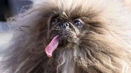 Con pelo encrespado y lengua de fuera, perrito se corona como el más feo del mundo