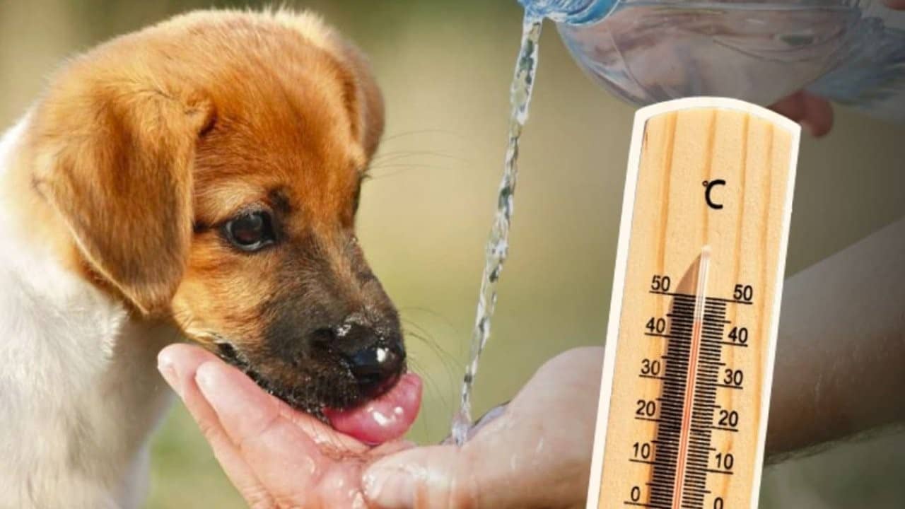 Cuál es la temperatura normal de un perro, según veterinaria