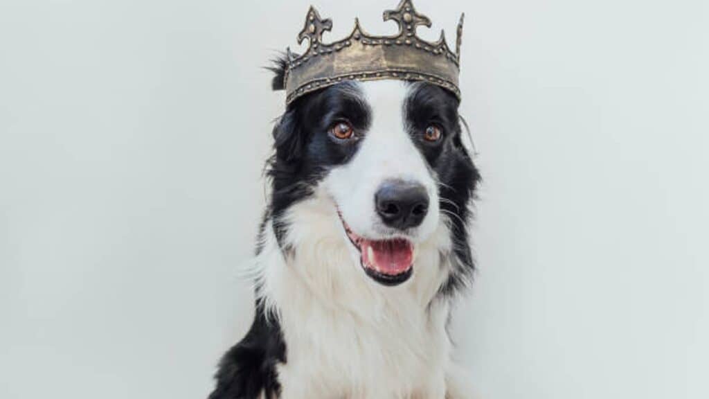 “Chaco” el primer Rey Canino del Carnaval de Veracruz