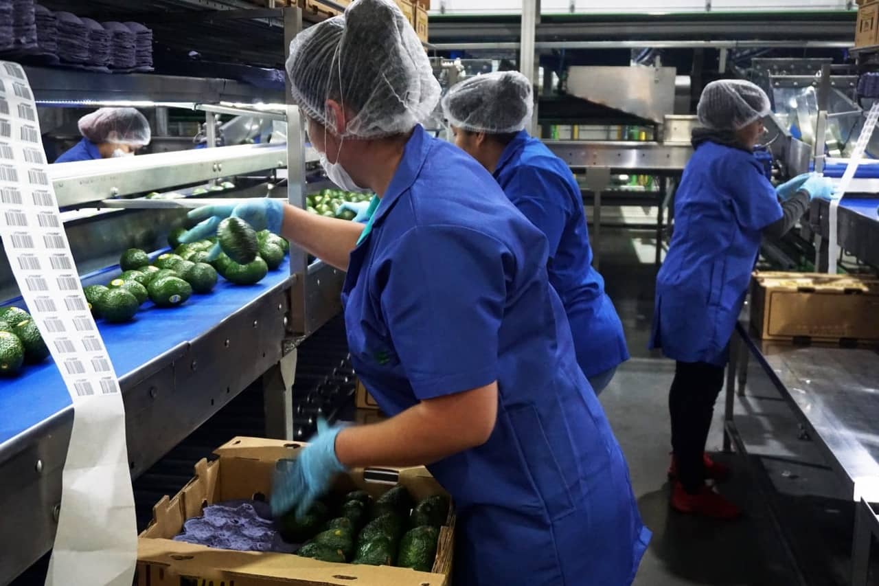 Michoacán espera reanudar en ‘próximas horas’ exportaciones de aguacate a EU