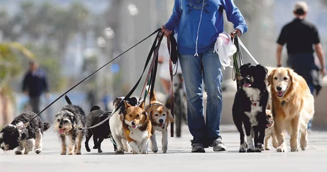 Es oficial! Crean Padrón de Paseadores de Perros en la CDMX