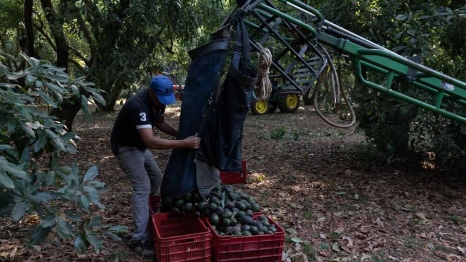 López Obrador propone cuidar a inspectores de aguacate en Michoacán tras supuesta agresión: “Busquemos protegerlos”