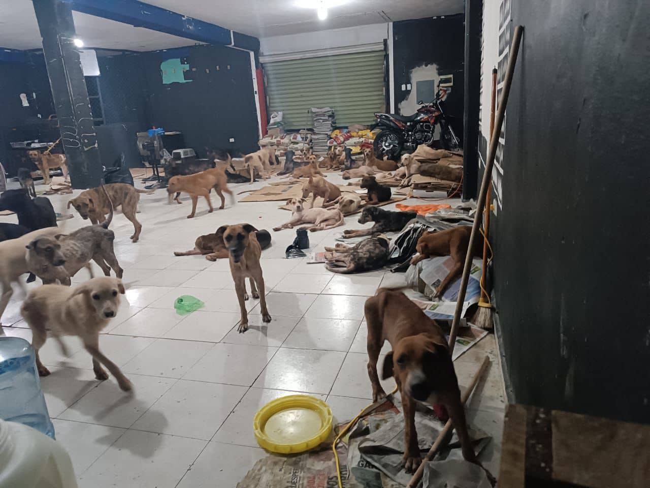 Huracán Beryl: Así salvaron a perritos de "Cachorrilandia" en Quintana Roo