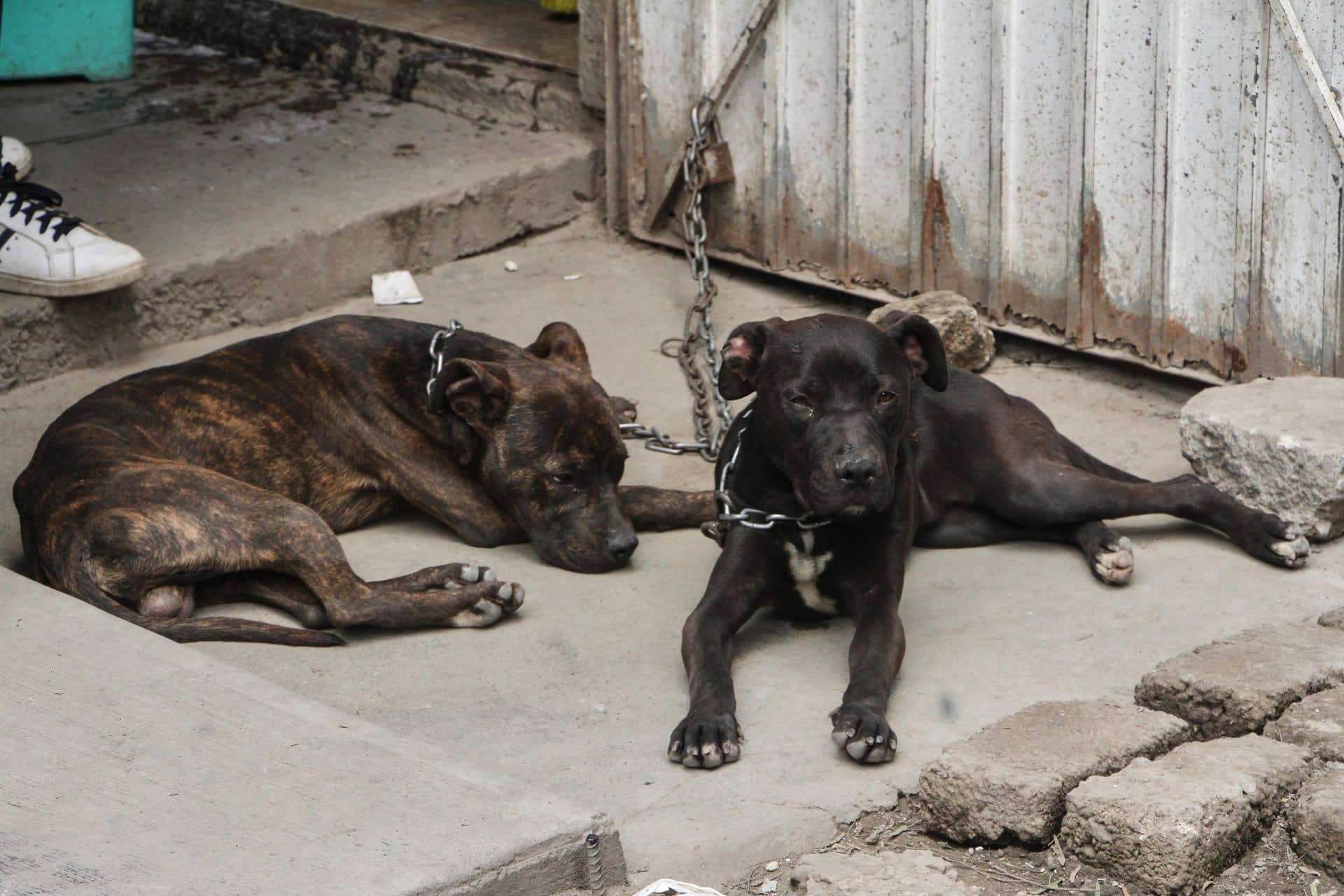 Éstas son las 5 alcaldías de la CDMX con mayor número de denuncias de maltrato animal