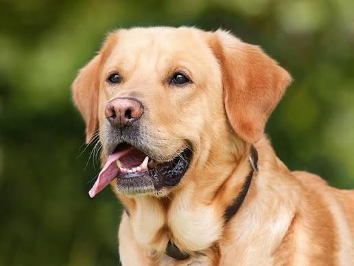 Estos son algunos motivos por los que tu perro saca la lengua, según especialistas