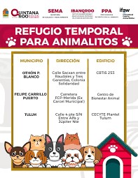 Huracán Beryl: ¿Dónde están los refugios para animales de compañía en Quintana Roo?