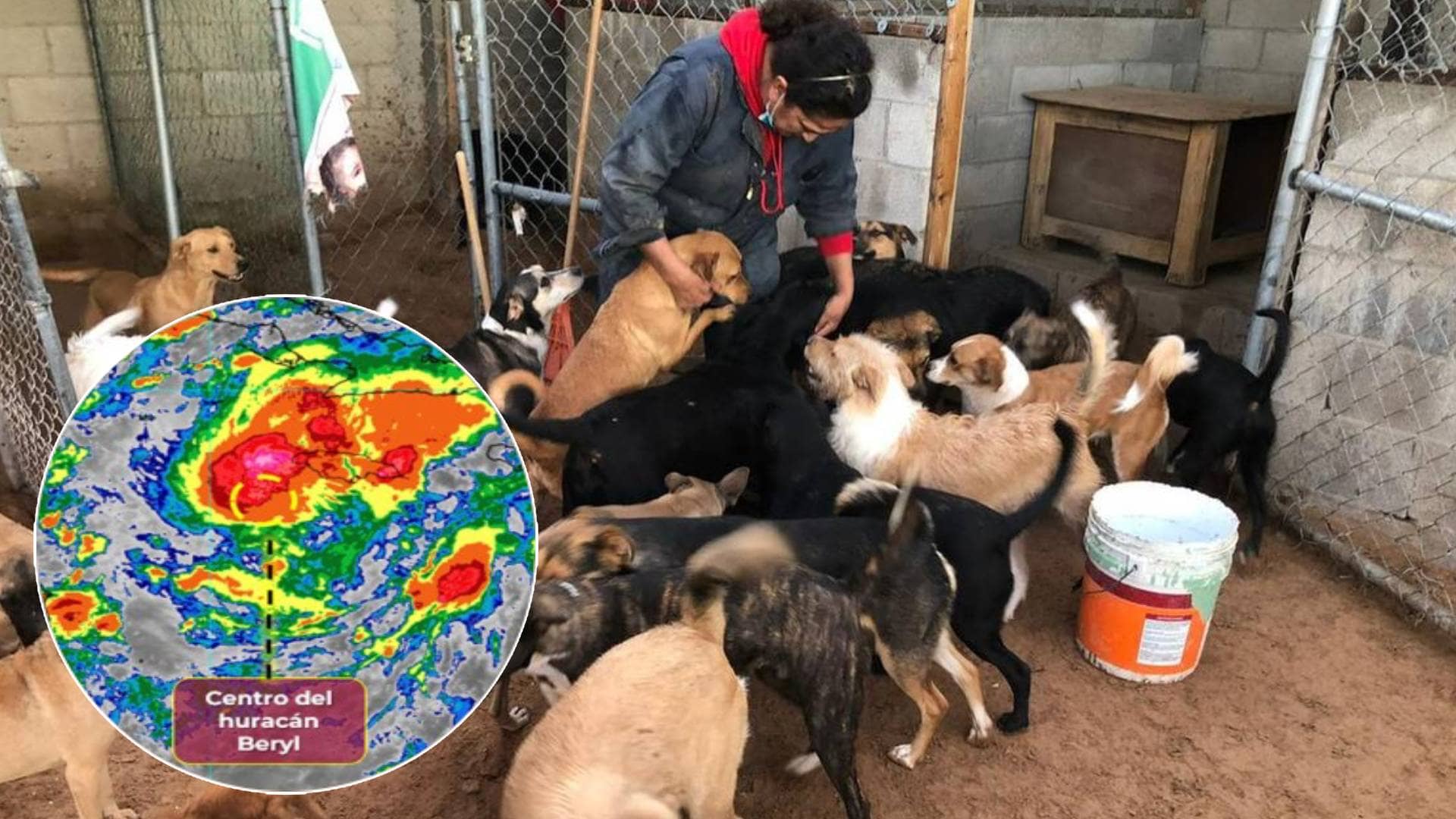 Huracán Beryl: ¿Dónde están los refugios para animales de compañía en Quintana Roo?