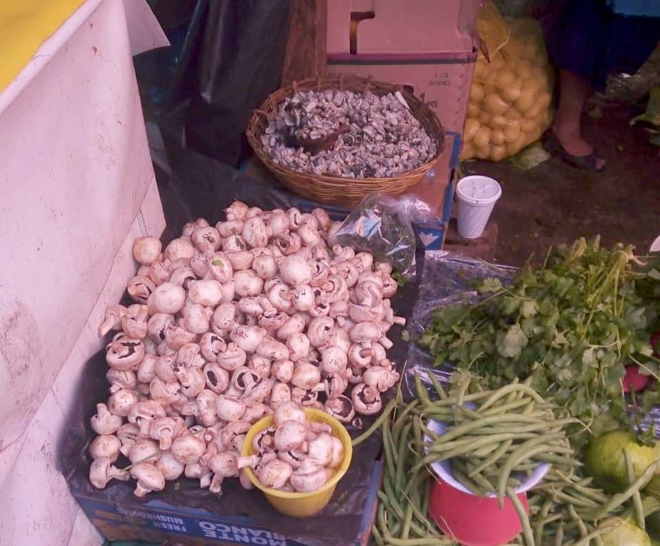 Para prevenir daños a la salud por el consumo de hongos silvestres, así como informar y orientar a la población chiapaneca sobre la ingesta responsable de estos productos, principalmente en las comunidades indígenas respetando los usos y costumbres, la Secretaría de Salud del estado, a través de la Dirección de Protección contra Riesgos Sanitarios, desde el inicio de la temporada de lluvias intensificó las acciones de fomento sanitario y participación comunitaria en 36 municipios y localidades de las regiones Altos Tsotsil-Tseltal y Meseta Comiteca Tojolabal. La dependencia estatal informó que desde el pasado mes de abril y hasta septiembre se seguirán llevando a cabo actividades en establecimientos dedicados a la venta y consumo de hongos silvestres, por lo que las brigadas de Protección contra Riesgos Sanitarios de los distritos de salud de San Cristóbal de Las Casas y Comitán han realizado capacitaciones, además del trabajo de fomento sanitario, donde han visitado los mercados públicos y han efectuado verificaciones. Detalló que los lugares considerados zonas de riesgo en la entidad son los municipios de Chamula, Oxchuc, Chenalhó, Tenejapa, San Cristóbal de Las Casas, La Trinitaria y Las Margaritas, así como cada una de sus localidades. La Secretaría de Salud estatal resaltó que también se trabaja en la vigilancia epidemiológica con un grupo de expertos, quienes se encargan de supervisar posibles casos de intoxicación ocasionados por el consumo de hongos silvestres tóxicos; en caso de que se detecte un caso se da seguimiento y se documenta con los estudios y expedientes clínicos. Recalcó que las recomendaciones para la población son las siguientes: antes de cocinar los hongos deben ser revisados por una persona experta; si se consumen hongos silvestres, guardar uno y conservarlo en un lugar fresco al menos cinco días; si después de comer hongos se presentan síntomas como dolor de estómago, ganas de vomitar, sudoración o nerviosismo, se debe acudir de inmediato al centro de salud más cercano con una muestra de la seta ingerida e informar al personal médico cuánto tiempo pasó desde el consumo hasta la aparición de los primeros síntomas. Puntualizó que se tiene programada en el mes de agosto una feria del hongo, con la finalidad de dar a conocer al público en general la importancia de prevenir riesgos a la salud, donde se expondrán diferentes especies de hongos para que la población reconozca cuáles son los tóxicos.