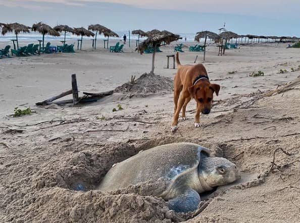 Multa de mil pesos por no registrar mascotas en Cancún