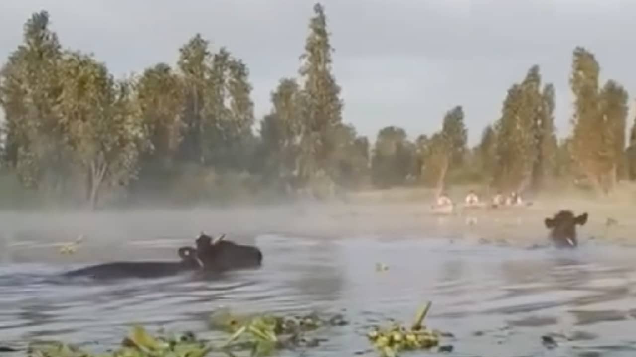 ¿Vaquitas marinas? Sorprende aparición de vacas nadando en canales de Xochimilco y video se viraliza