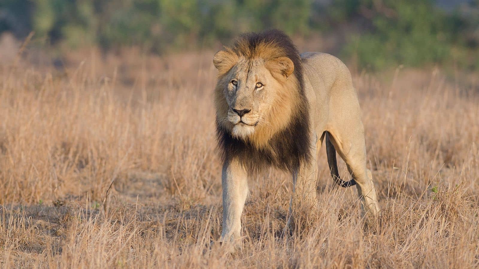 Caen dos hombres por intentar vender leones ilegalmente en Sudáfrica