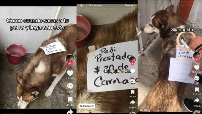 Perrito sale a la calle y regresa con un letrero de “Pedí prestado $20 de carnaza”