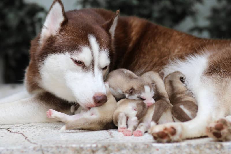 Los perros pueden reconocer a su madre? Experta lo explica