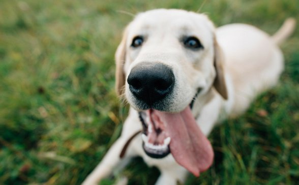 Estos son algunos motivos por los que tu perro saca la lengua, según especialistas