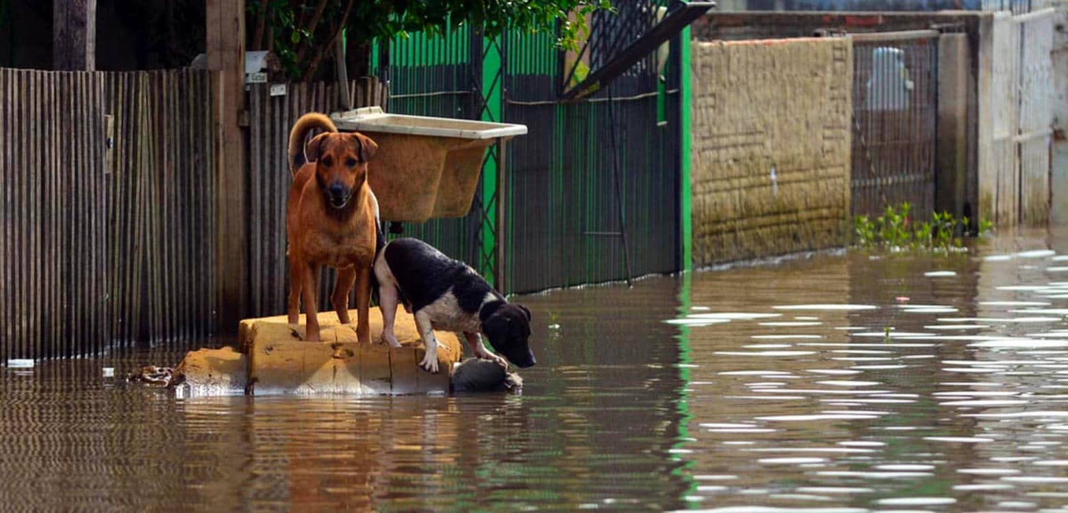 Cómo proteger a tu mascota en temporada de lluvias?