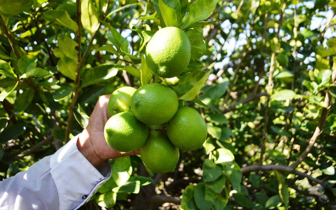 Con qué ingredientes se puede sustituir el limón