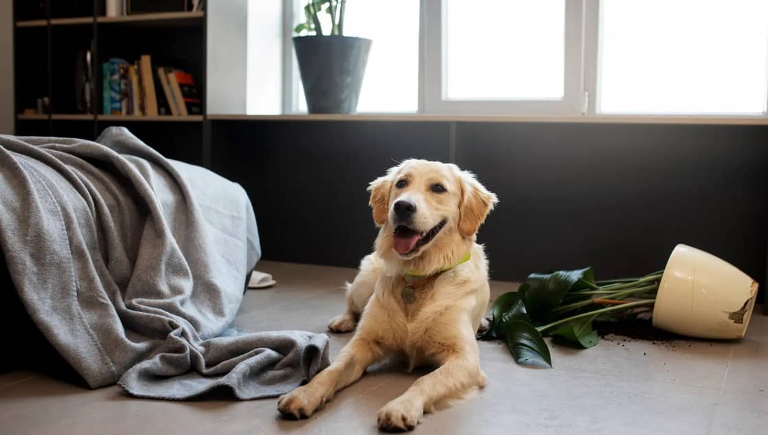 El cerebro de los perritos se está encogiendo, y todo es por culpa de los humanos