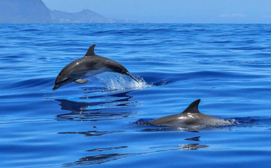 En Japón, un país conocido por su respeto hacia la naturaleza y su vida marina, una situación inusual ha llevado a las autoridades a tomar medidas preventivas en sus playas. Los ataques de delfines salvajes han aumentado significativamente desde 2022, afectando a los bañistas y generando preocupación entre la población y las autoridades. ¿Por qué están aumentando los ataques de delfines en Japón? En 2022, se registraron los primeros ataques significativos en la bahía de Wakasa y playas cercanas a la ciudad de Echizen. Un solo delfín mular del Indo-Pacífico (Tursiops aduncus) fue responsable de morder a al menos seis personas, una de las cuales necesitó 14 puntos de sutura. Desde entonces, los incidentes han continuado. Celebran el Día Mundial de los Océanos con una limpieza de 