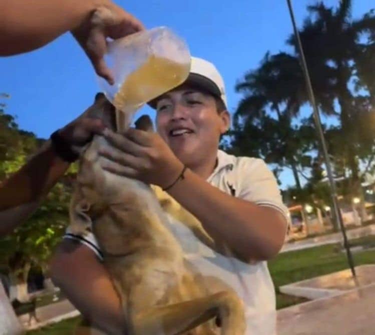 Jóvenes obligan a perro a tomar cerveza en Yucatán; los buscan por maltrato animal