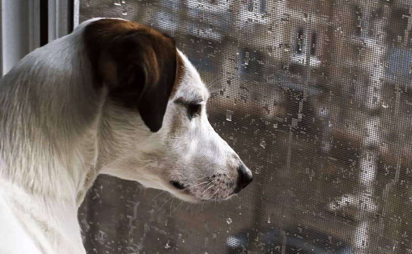 Cómo afecta la temporada de lluvias al comportamiento de tu mascota