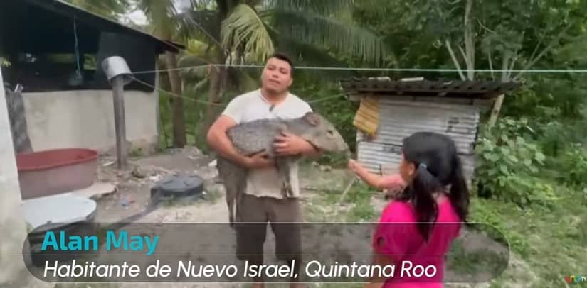 Adoptan un pecarí como mascota y turistas lo visitan en QRoo