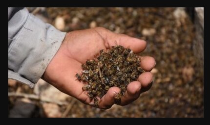 Denuncian muerte masiva de abejas en apiarios de Tizimín