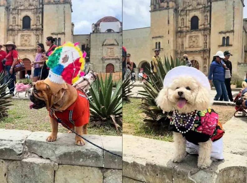 Perritos desfilan con trajes típicos de Oaxaca y llenan las redes de ternura