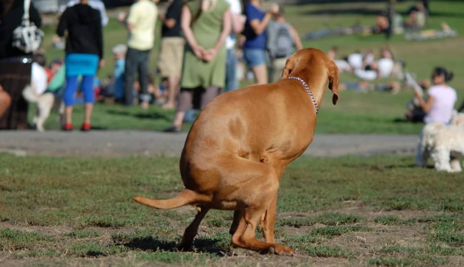 Orientación animal: ¿por qué los perros defecan apuntando al norte?