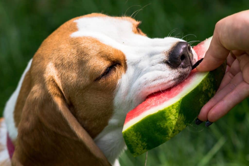 Cuáles son las frutas y verduras recomendadas para perro, según especialistas