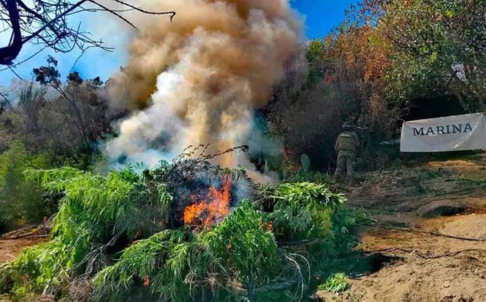 ¡Golpe al narcotráfico! Destruyen plantío de marihuana en BC con valor de 205 mdp