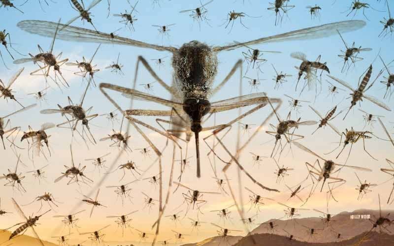 Mosquitos detectan por infrarrojos a sus víctimas