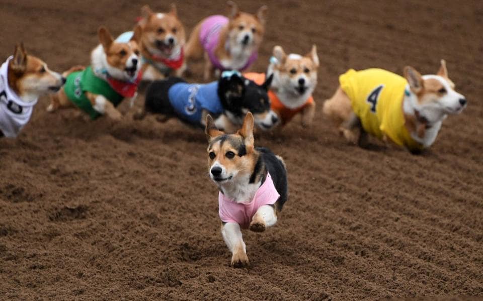 Carrera de perritos corgis en Lituania enternece las redes sociales