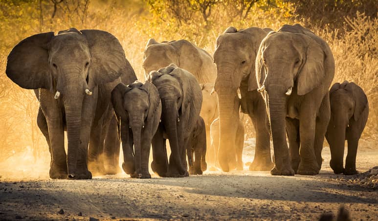 Namibia sacrificará más de 700 animales salvajes para dar la carne a la gente