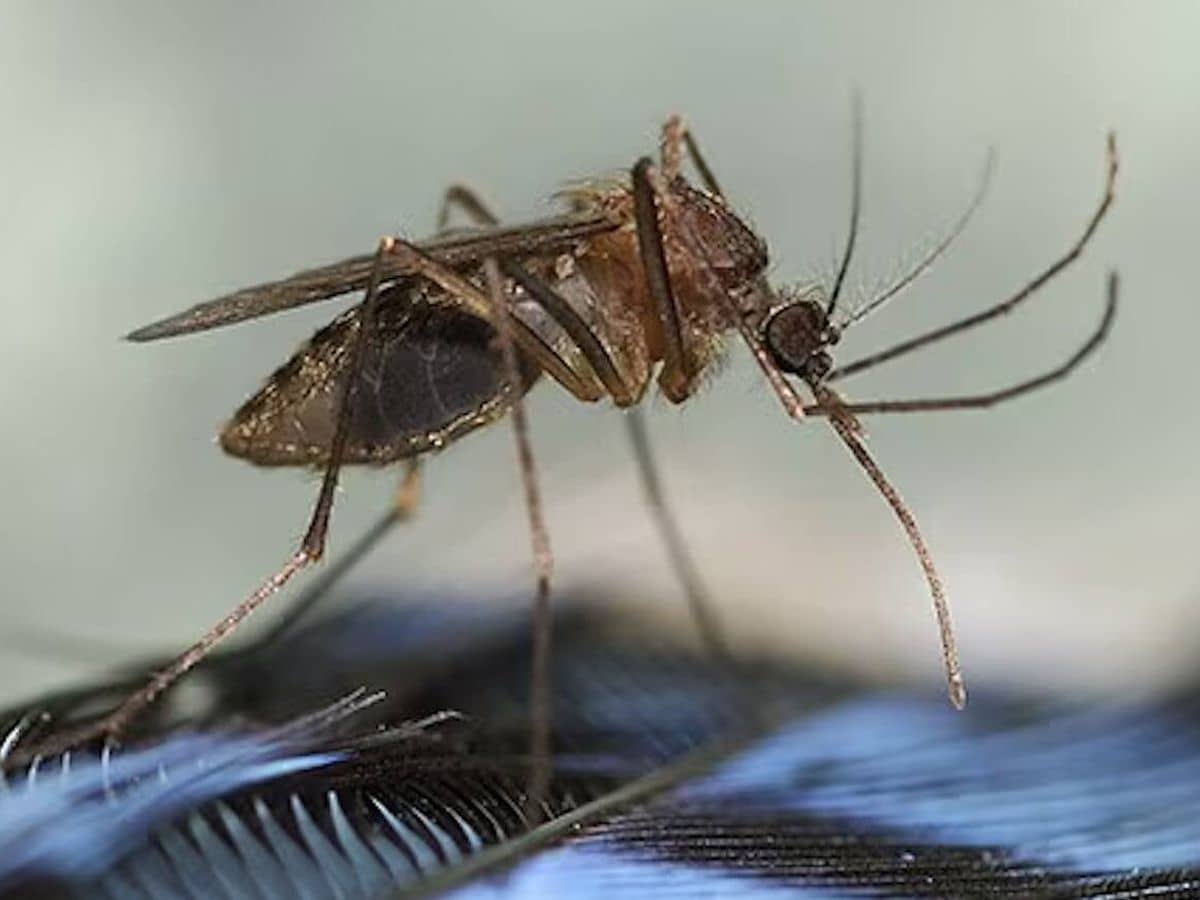 Investigadores de la Universidad de California en Santa Bárbara resaltan que los mosquitos detectan por infrarrojo a sus víctimas.