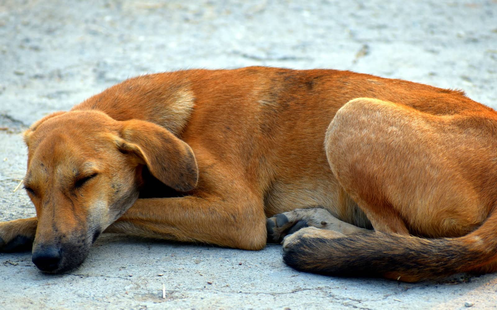 Investigan muerte masiva de 15 perritos por presunto envenenamiento en Oaxaca