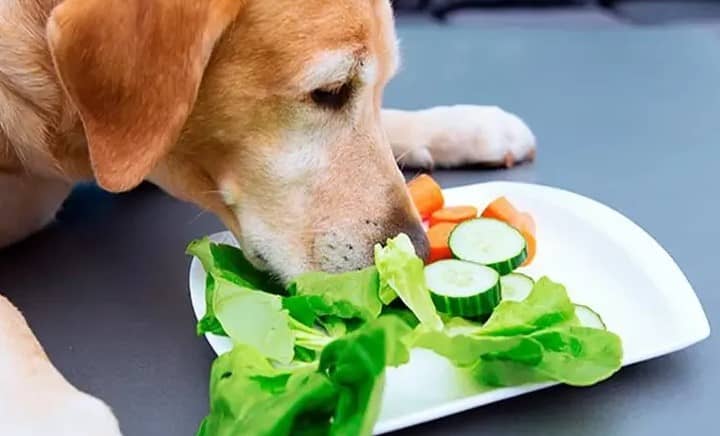 Cuáles son las frutas y verduras recomendadas para perro, según especialistas