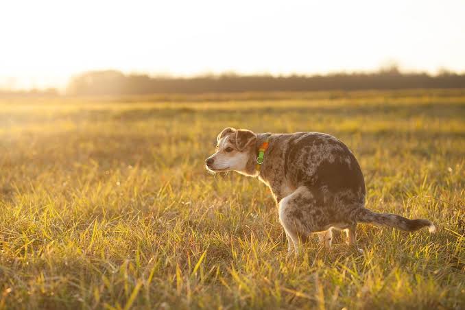 Orientación animal: ¿por qué los perros defecan apuntando al norte?