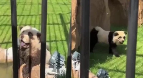 Zoológico chino admite que sus ‘pandas’ son en realidad perritos pintados luego de que empezaran a ladrar